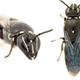 Imagen para el artículo titulado Hallan una abeja australiana que se creía extinta hace cien años. Solo quedan seis ejemplares